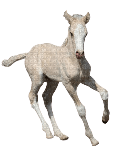 silly baby horse 1 - png ฟรี