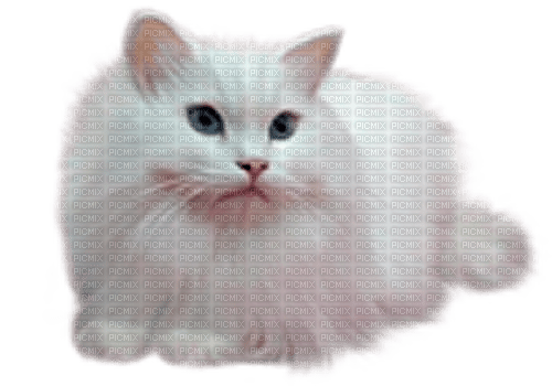 white cat by nataliplus - png grátis