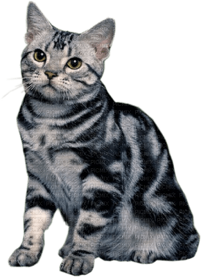 Kaz_Creations Cats Kittens Cat Kitten - бесплатно png