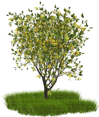 Kaz_Creations Trees Tree - png ฟรี