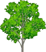 arbre - Gratis animerad GIF