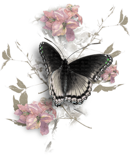 black butterfly Bb2 - 免费PNG