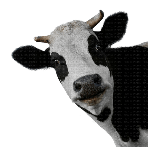 cow per request - png ฟรี
