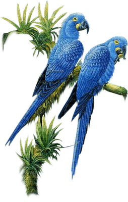 perroquet - δωρεάν png