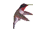 bird - Besplatni animirani GIF