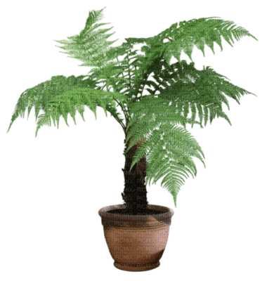 plante verte - Free PNG