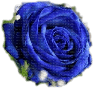Jolie Rose Bleue - PNG gratuit