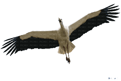 gull katrin - 無料のアニメーション GIF