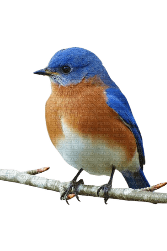 blue bird - png gratis