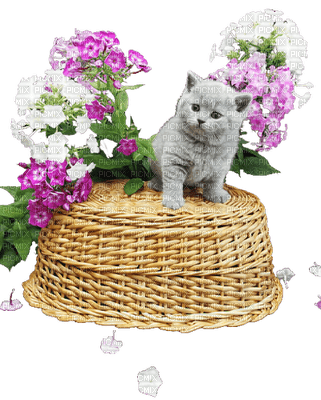 patymirabelle chat et fleurs - gratis png