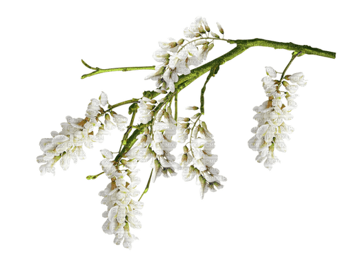 White Blossom Branch - bezmaksas png