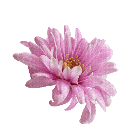 Pink.Fleur.Flower.gif.Victoriabea - Бесплатни анимирани ГИФ