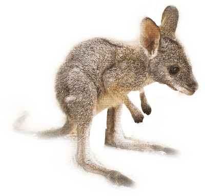 Australia animals bp - nemokama png