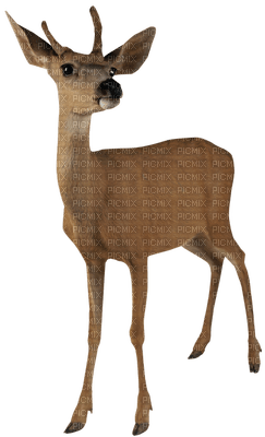 Kaz_Creations Deer - png ฟรี