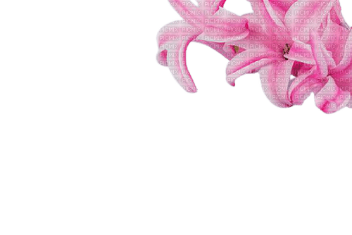 hyacinth flowers - PNG gratuit
