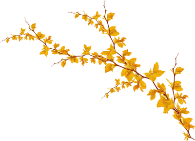 Autumn branch