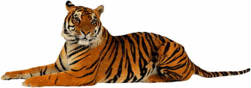 Tiger - 免费PNG