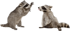 Kaz_Creations Raccoon - png gratuito
