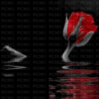 fond noir avec rose. - Free animated GIF