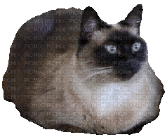 Cat.Chat.Gato.Kot.Victoriabea - 無料のアニメーション GIF