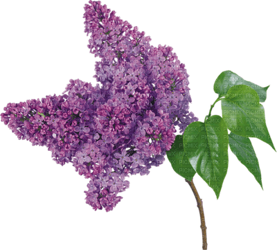 lilac - фрее пнг