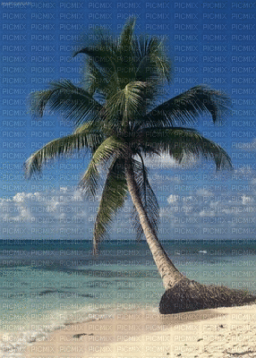 palm tree - Бесплатный анимированный гифка