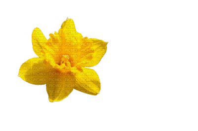 flowers yellow bp - 無料png