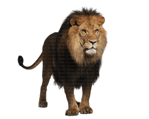 lion - png grátis