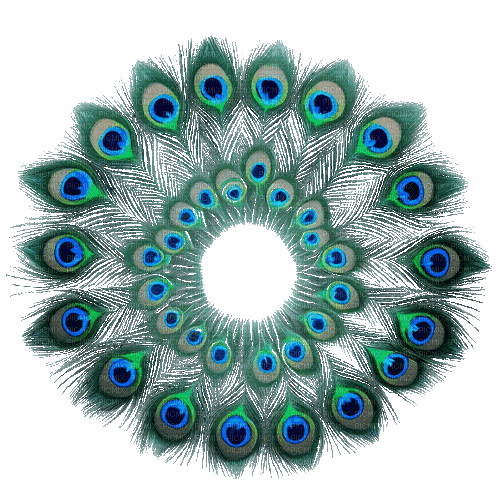 Peacock feathers - Бесплатный анимированный гифка