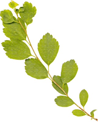 minou-Leaves-löv-blad - nemokama png