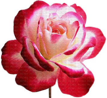 ROSE ROSE - Бесплатный анимированный гифка