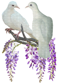 Dove.Branche.Branch.palomas.Victoriabea - Безплатен анимиран GIF
