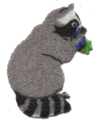 raccoon sticker - PNG gratuit
