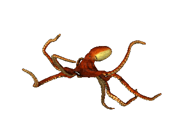 octopus - Zdarma animovaný GIF