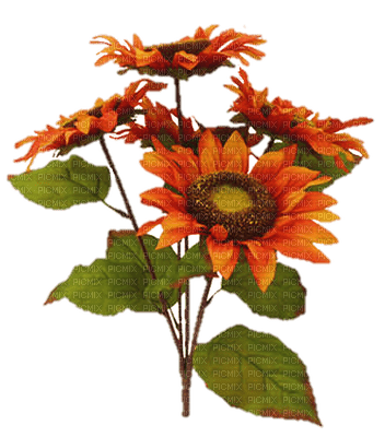 sunflowers - png gratuito