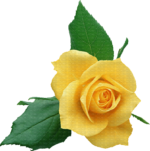 rosa amarilla - Darmowy animowany GIF