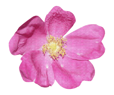 Kaz_Creations Deco Flower  Colours - δωρεάν png