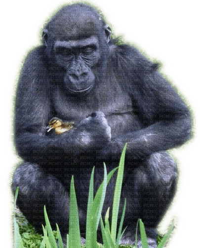 Rena Gorilla - PNG gratuit