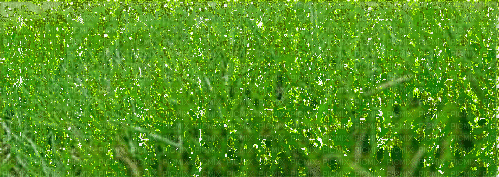 grass - Δωρεάν κινούμενο GIF