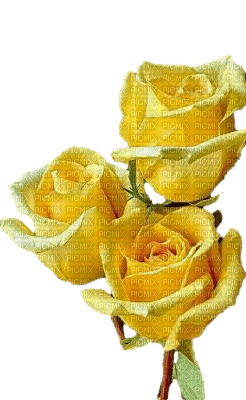 rose jaune - png gratuito