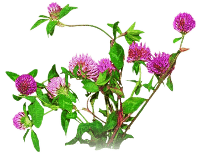 soave deco flowers vintage branch  pink teal - png ฟรี