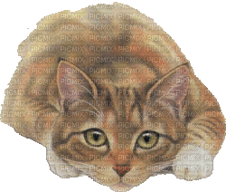 gato.deco - Безплатен анимиран GIF