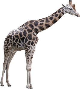 giraffe - png gratis