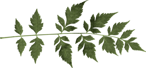 Leaves Leaf twig stem - 免费PNG