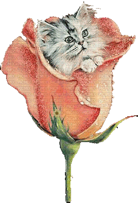 Flowers pink rose bp - Бесплатни анимирани ГИФ