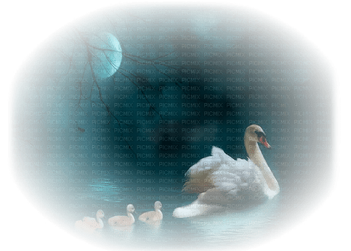 svanar--------swans - PNG gratuit