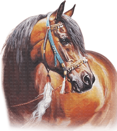 soave horse animals brown indian native