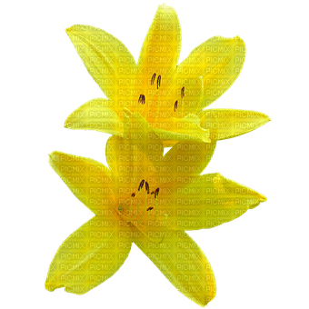kikkapink yellow flower lily blossom deco spring - png ฟรี