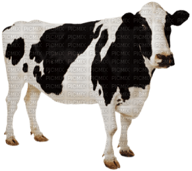 Kaz_Creations Cow - Free PNG