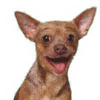 dog bp - Безплатен анимиран GIF